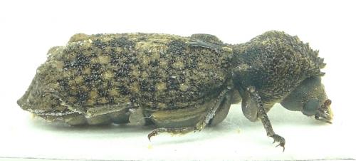 Lichenophanes sp.